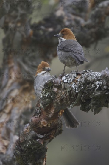 Rufous-eared Brushfinch (Atlapetes rufigenis), Central Highlands, Peru
