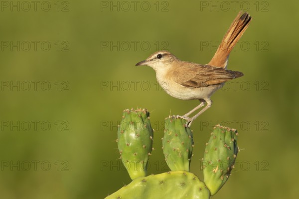 Rufous-tailed Scrub Robin (Cercotrichas galactotes) perched on a cactus, Extremadura, Spain