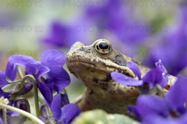 Common frog (Rana temporaria) adult amphibian amongst garden viola flowers in spring, Suffolk, England, United KIngdom