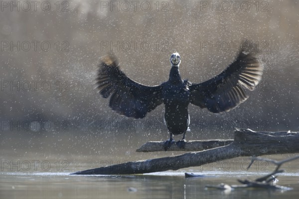 Great Cormorant (Phalacrocorax carbo), Saxony, Germany