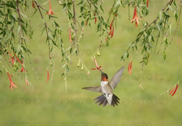Ruby-throated Hummingbird (Archilochus colubris) male flying while feeding on flower nectar, Texas, USA