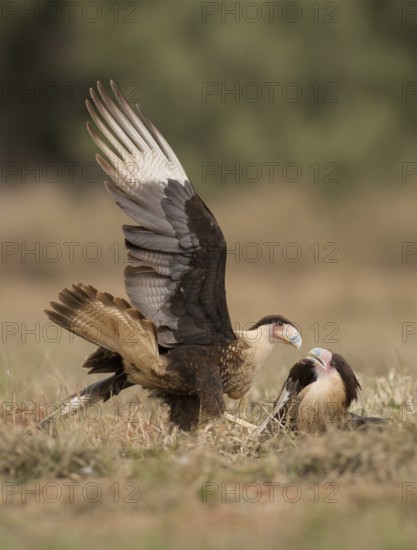 Northern Crested Caracara (Caracara cheriway) juveniles quarreling, Texas, USA