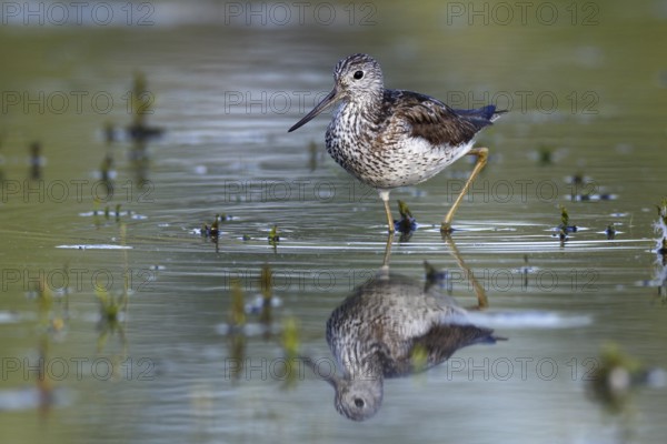 Common Greenshank (Tringa nebularia) foraging, Saxony-Anhalt, Germany