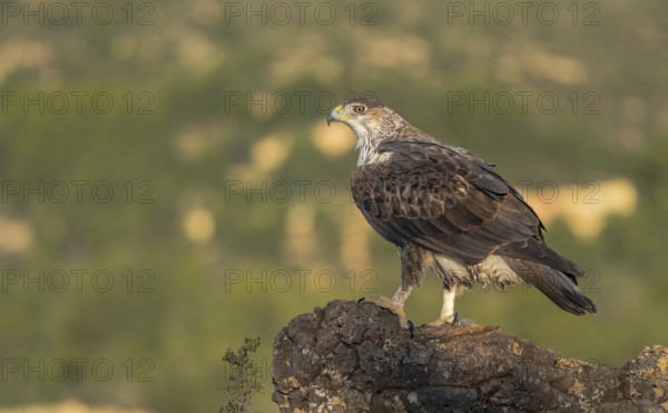 Majestic Bonelliâ€™s eagle stands alert atop a rugged, rocky outcrop in Valencia. The backdrop features a softly blurred green landscape under clear skies, highlighting the bird's impressive plumage and keen gaze