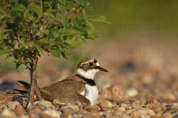 Little Ringed Plover (Charadrius dubius) on nest, Saxony-Anhalt, Germany