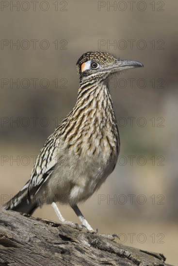 Greater Roadrunner (Geococcyx californianus), Arizona, USA