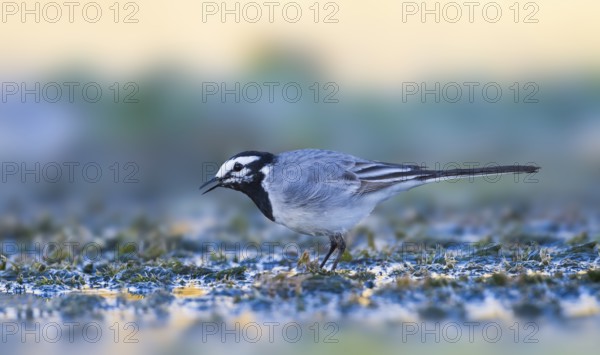 Moroccon Wagtail - Bachstelze - Motacilla alba ssp. subpersonata, Morocco