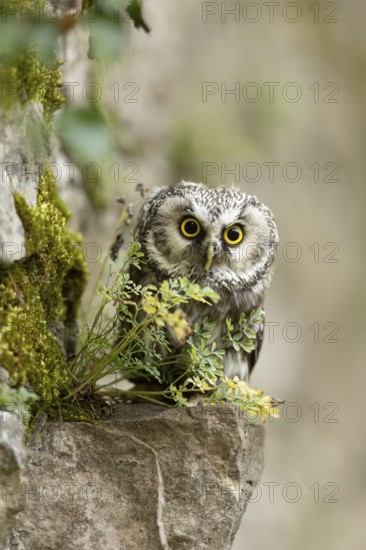 Boreal Owl (Aegolius funereus) captive, Germany