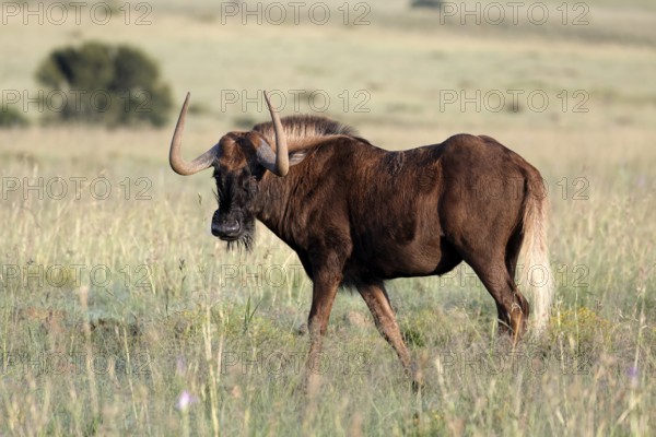 White-tailed wildebeest (Connochaetes gnou), adult, alert, Mountain Zebra National Park, Eastern Cape, South Africa