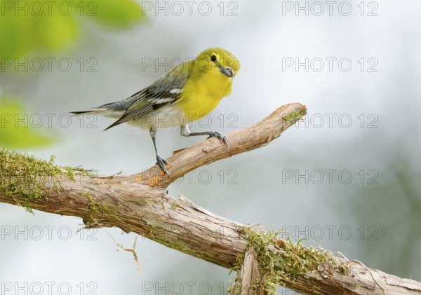 Yellow-throated Vireo (Vireo flavifrons) perched on a branch, Texas, USA