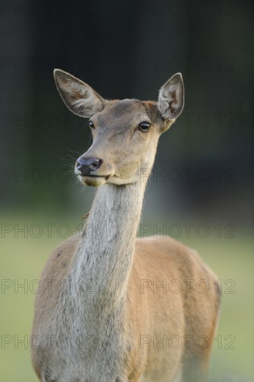 A stag gazes attentively, surrounded by a natural environment, red deer (Cervus elaphus), Bavaria