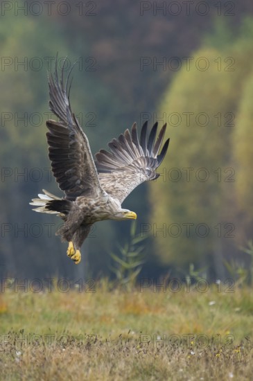 White-tailed Eagle (Haliaeetus albicilla) flying, Kutno, Poland