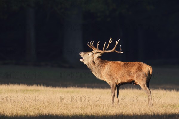 Red deer (Cervus elaphus), roaring in the rutting season, Arnsberg Forest, North Rhine-Westphalia, Germany