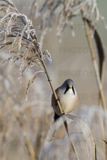 Bearded reedling (Panurus biarmicus) male foraging for seeds on a reed stalk covered with frost in winter, Brandenburg, Germany
