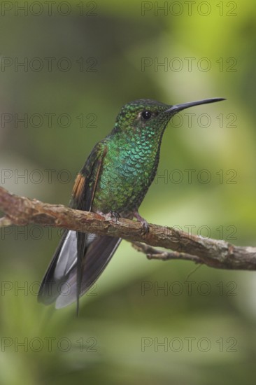 Stripe-tailed Hummingbird (Eupherusa eximia), Costa Rica