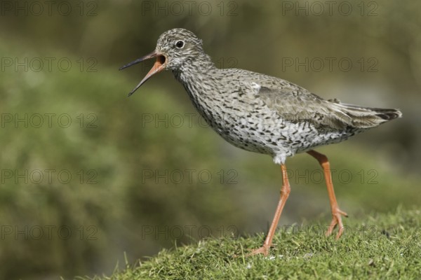 Common Redshank (Tringa totanus), Iceland
