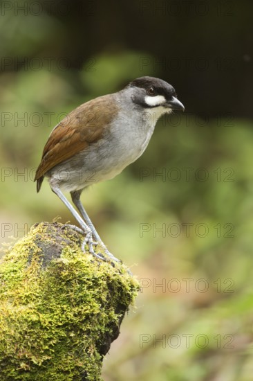 Jocotoco Antpitta (Grallaria ridgelyi), Tapichalaca Reserve, Ecuador