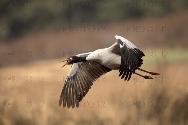 Black-necked Crane (Grus nigricollis) flying, Yunnan, China