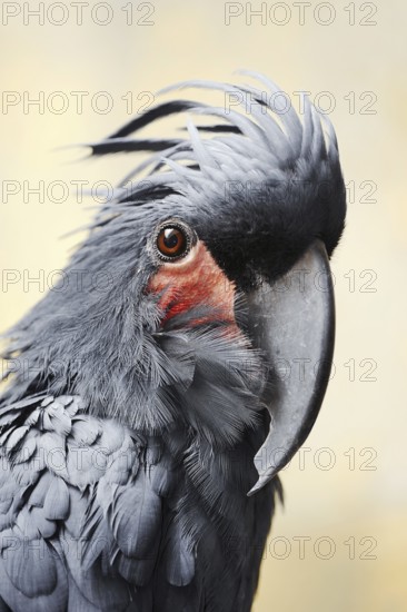 Palm cockatoo (Probosciger aterrimus), portrait, captive, occurring in Australia and New Guinea