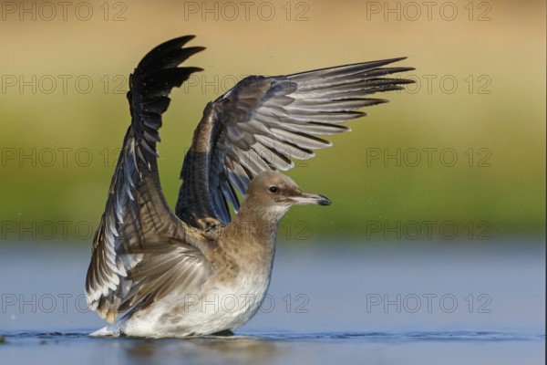Hemprich's Gull, (Ichthyaetus hemprichii), (Larus hemprichii), Fish Eagle Gull Salalah, Raysut, Dhofar, Oman
