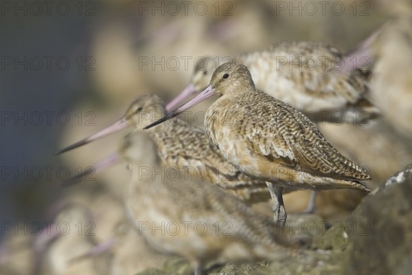 Marbled Godwit (Limosa fedoa), Washington, USA