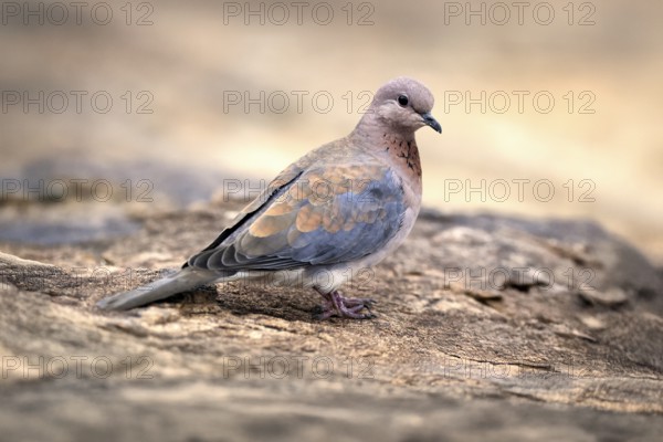 Palm Pigeon (Spilopelia senegalensis), adult, on the ground, alert, Mountain Zebra National Park, Eastern Cape, South Africa
