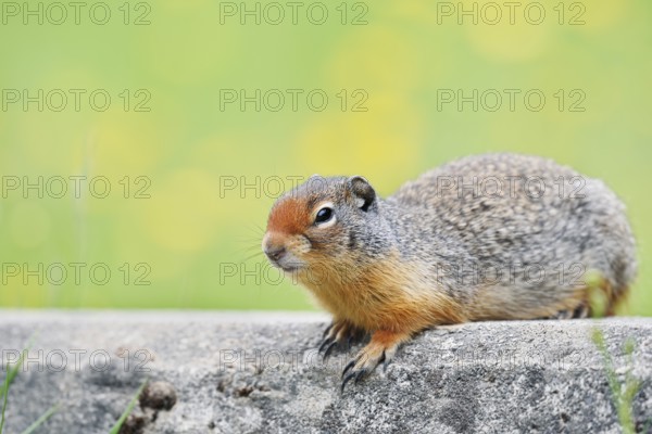 Columbia ground squirrel (Urocitellus columbianus, Spermophilus columbianus), Yoho National Park, British Columbia, Canada