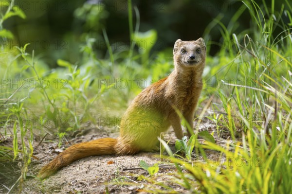 Yellow Mongoose or red meerkat (Cynictis penicillata) sitting on the ground, Germany