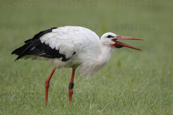White Stork (Ciconia ciconia) eating an insect, North Rhine-Westphalia, Germany