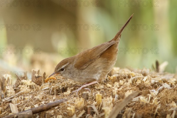 Cetti's Warbler (Cettia cetti), on floor eating a worm, Castile-La Mancha, Spain