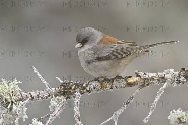 Grey-headed Junco (Junco hyemalis caniceps), New Mexico, USA