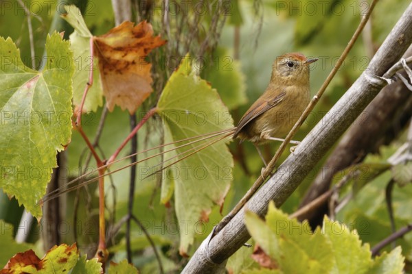 Des Murs's Wiretail (Sylviorthorhynchus desmurii), Valparaiso, Chile