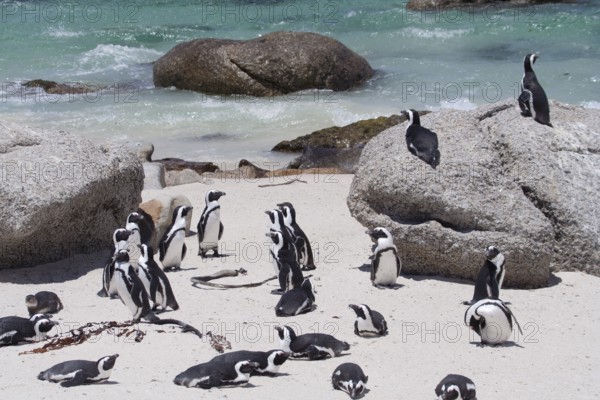 African Penguin (Spheniscus demersus) group on beach, South Africa
