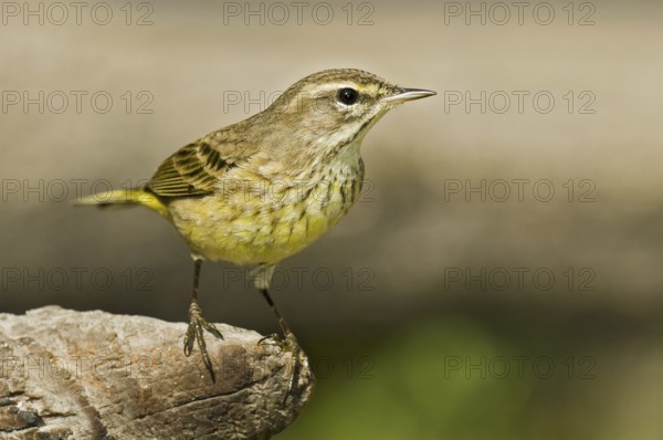 Palm Warbler (Setophaga palmarum hypochrysea), Florida, USA
