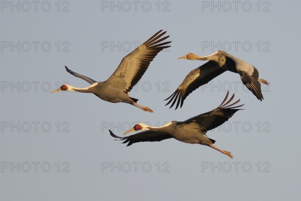 White-naped Crane (Antigone vipio) juvenile flying, Arasaki, Japan