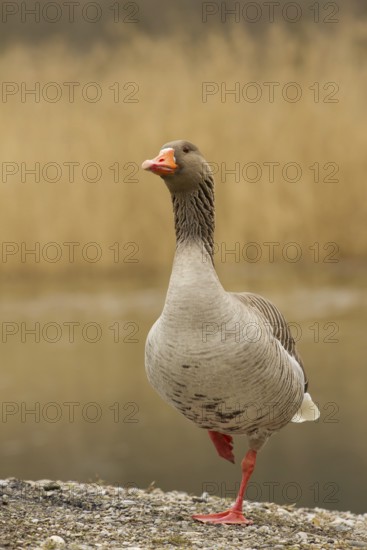 Greylag Goose (Anser anser), Bavaria, Germany