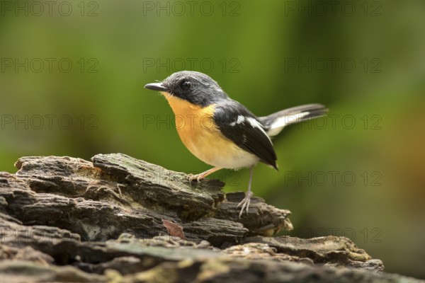 Rufous-chested Flycatcher (Ficedula dumetoria) male, Selangor, Malaysia