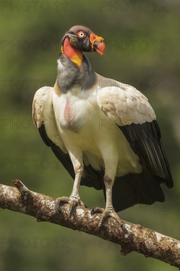 King Vulture (Sarcoramphus papa) perched on a branch in Costa Rica