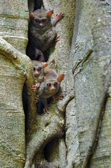 Tarsier family on the big tree. Spectral Tarsier, Tarsius spectrum, hidden portrait of rare nocturnal animal, in large ficus tree, Tangkoko National Park, Sulawesi, Indonesia, Asia. Three tarsiers