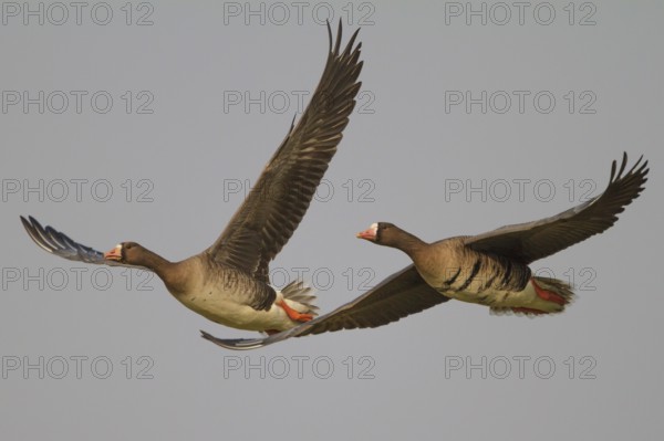 Greater White-fronted Goose (Anser albifrons) juvenile and adult flying, North Rhine-Westphalia, Germany