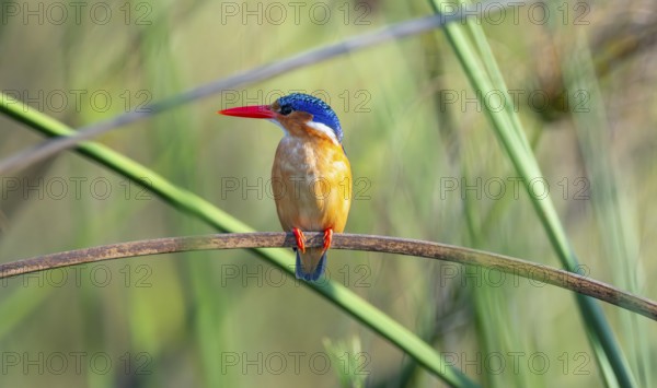 Crested Pygmy Kingfisher (Corythornis scalloped ribbonfish), bird sitting on a branch, Mabamba Swamp, Lake Victoria, Uganda