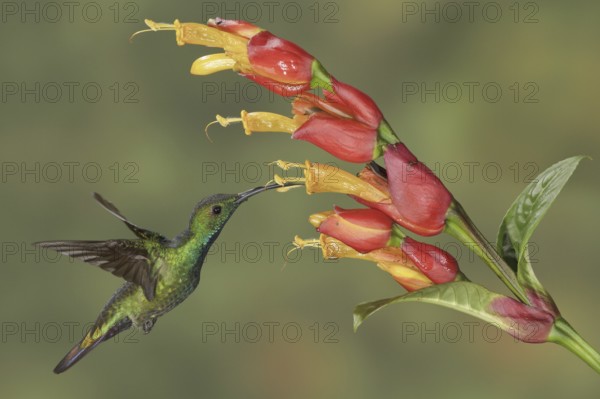 Green-breasted Mango (Anthracothorax prevostii), Costa Rica