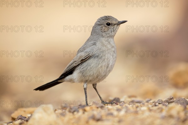 Schwarzschwanz, Blackstart, Cercomela melanura, Traquet à queue noire, Colinegro Real