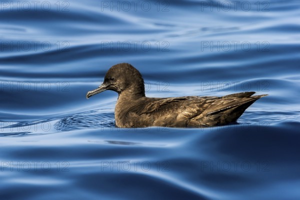 Sooty Shearwater (Ardenna grisea), Eilat, Israel