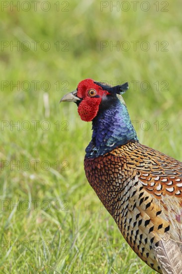 Pheasant, hunting pheasant (Phasianus colchicus), adult male bird in a meadow, animal portrait, wildlife, Lembruch, Ochsen Moor, Dümmer nature park Park, Lower Saxony, Germany