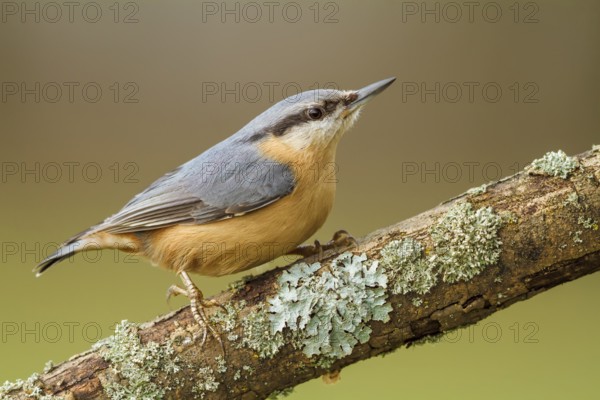 Kleiber, Sitta europaea Eurasian Nuthatch, Sitta europaea