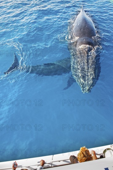 People on boat whale watching, Hervey Bay, Queensland, Australia