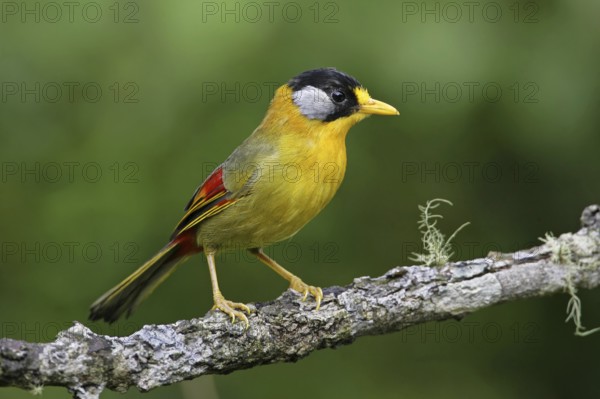 Silver-eared Mesia (Leiothrix argentauris), Malaysia