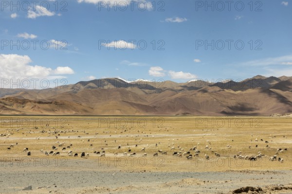 A serene landscape in Ladakh, India, showing a field with grazing sheep under a vast blue sky, surrounded by majestic mountains. An epitome of tranquility and natural beauty