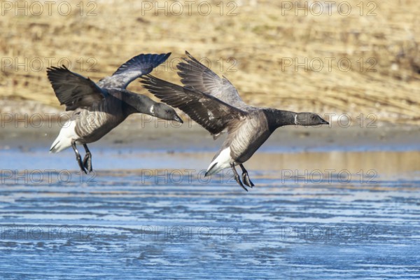 Brant Goose (Branta bernicla) landing, Netherlands